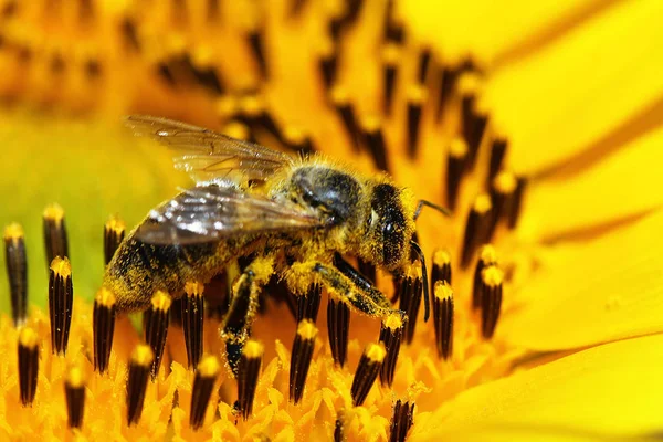 Zavřít pohled honey Bee — Stock fotografie