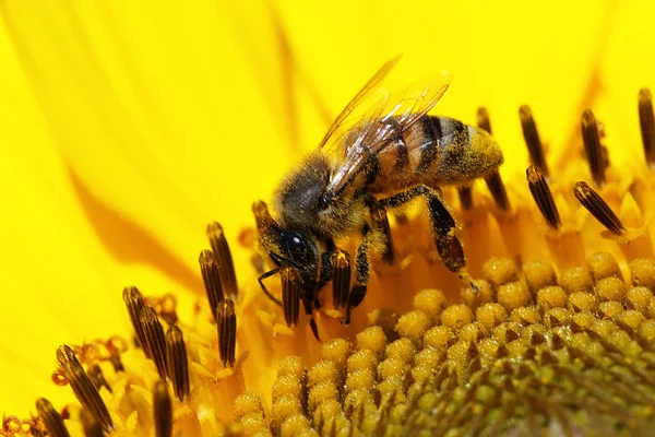 A mézelő méh nézet bezárása — Stock Fotó