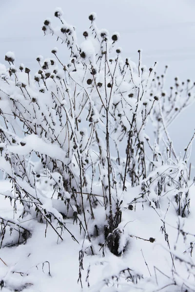 Natur im Winter — Stockfoto