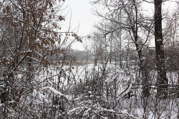 Naturen på vintern — Stockfoto
