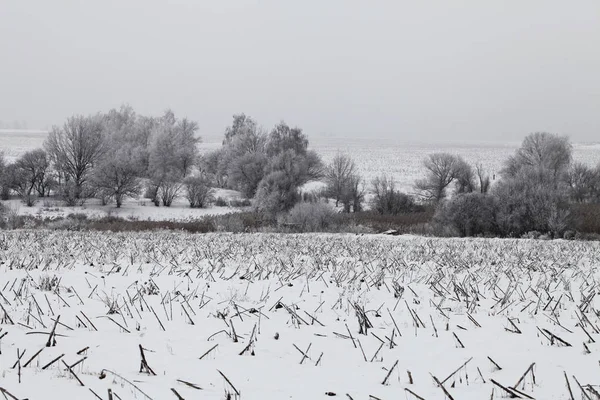 Aard in wintertijd — Stockfoto