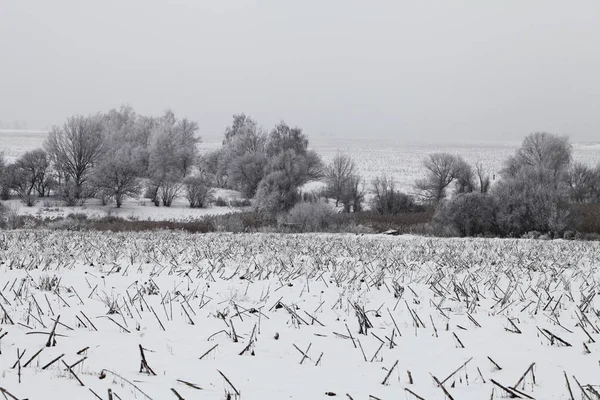 Natureza no tempo de inverno — Fotografia de Stock