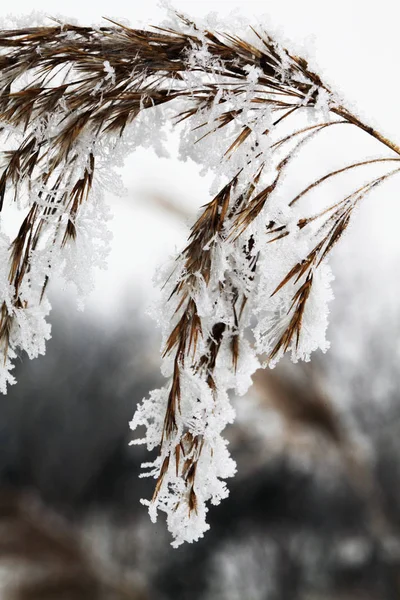 Nature in winter time — Stock Photo, Image