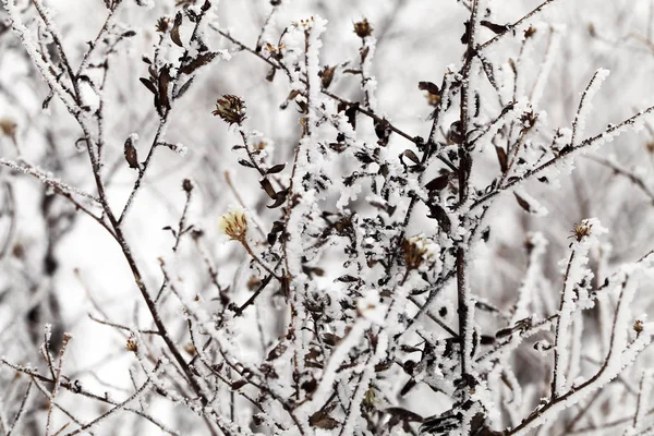 Natureza no tempo de inverno — Fotografia de Stock
