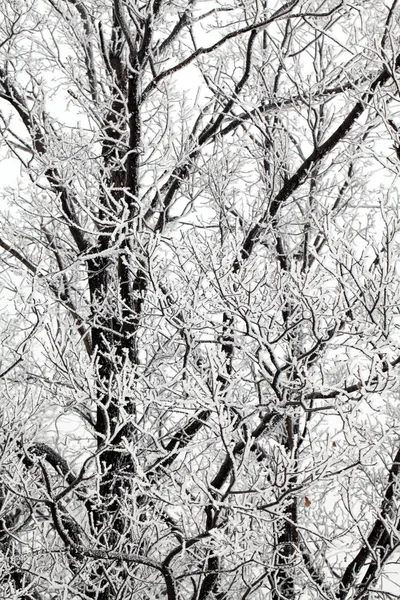 A természet téli idő — Stock Fotó