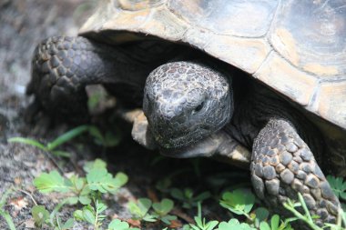 bir kaplumbağa görünümünü kapat