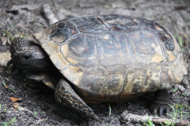 bir kaplumbağa görünümünü kapat