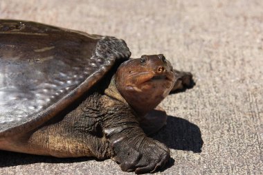 bir kaplumbağa görünümünü kapat