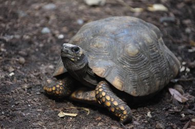 bir kaplumbağa görünümünü kapat