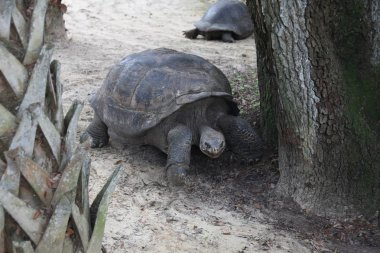 bir kaplumbağa görünümünü kapat