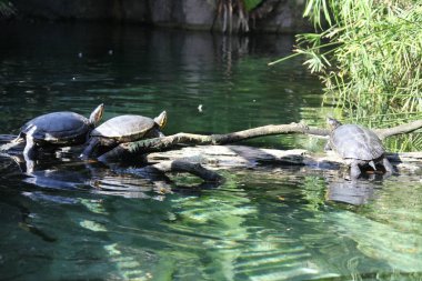 bir kaplumbağa görünümünü kapat