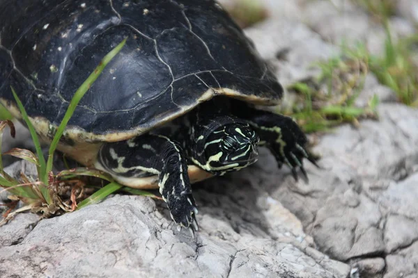 Weergave van een schildpad sluit — Stockfoto