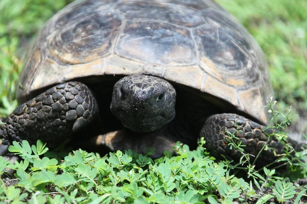 거북이의 보기 닫기 — 스톡 사진