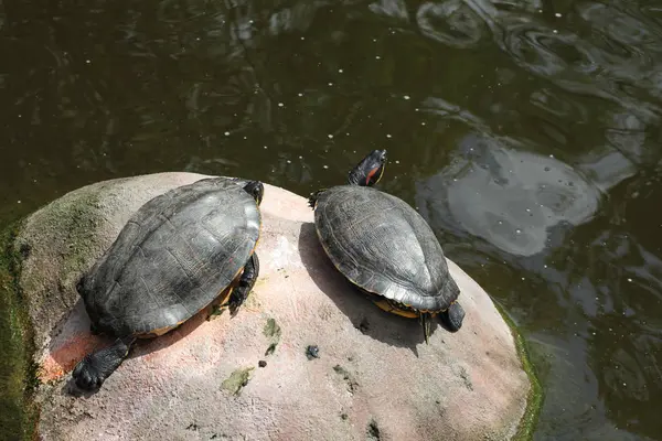 Vista cercana de una tortuga —  Fotos de Stock