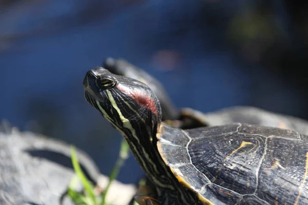 Vista cercana de una tortuga —  Fotos de Stock