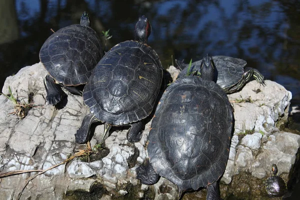 Weergave van een schildpad sluit — Stockfoto