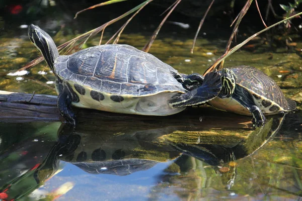 Κλείστε την προβολή μιας χελώνας — Φωτογραφία Αρχείου