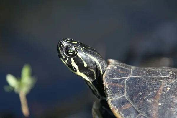 Vista cercana de una tortuga — Foto de Stock