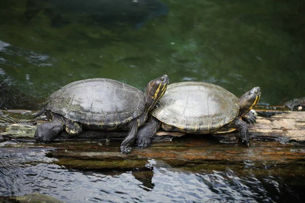 Vista cercana de una tortuga —  Fotos de Stock