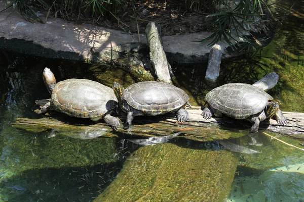 Weergave van een schildpad sluit — Stockfoto