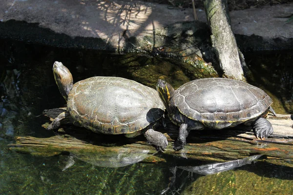 Weergave van een schildpad sluit — Stockfoto