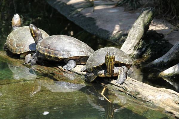 Vista cercana de una tortuga —  Fotos de Stock