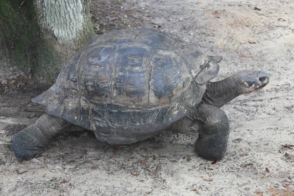 Weergave van een schildpad sluit — Stockfoto