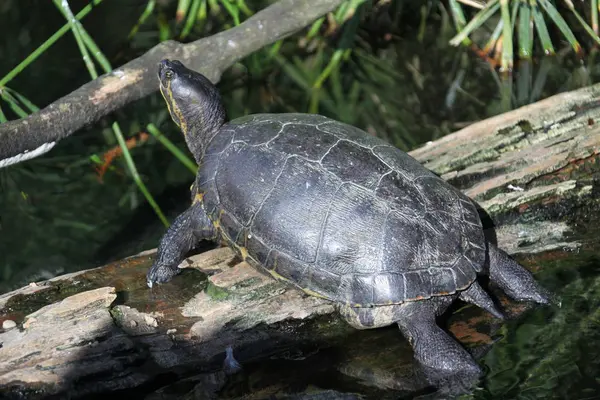 Vista próxima de uma tartaruga — Fotografia de Stock