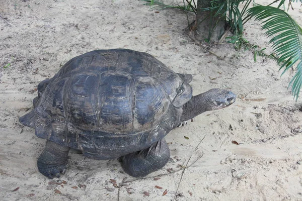 Vista cercana de una tortuga — Foto de Stock