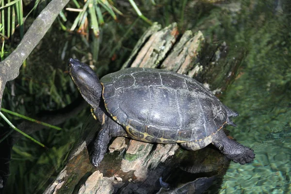 Закрыть вид черепахи — стоковое фото