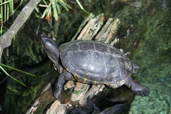 Weergave van een schildpad sluit — Stockfoto