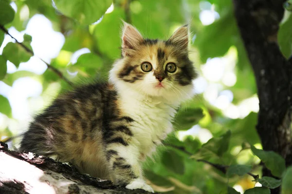 Kedi görünümü Kapat 