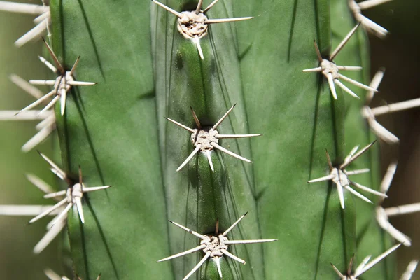 Vue Rapprochée Cactus Cereus Jamacaru Connu Sous Nom Mandacaru Cardeiro — Photo