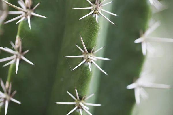 Vista Vicino Del Cactus Cereus Jamacaru Noto Come Mandacaru Cardeiro — Foto Stock