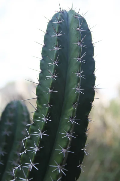 Close View Cactus Cereus Jamacaru Known Mandacaru Cardeiro — Stock Photo, Image