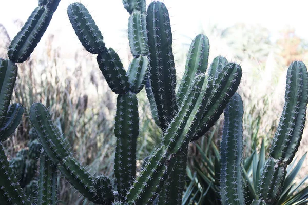 Vista Perto Cacto Cereus Jamacaru Conhecido Como Mandacaru Cardeiro — Fotografia de Stock