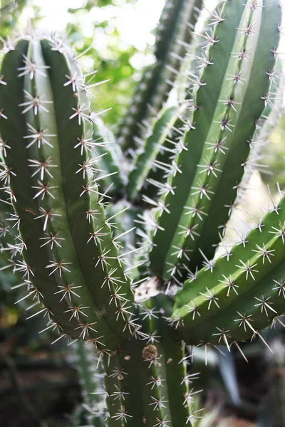 Närbild Kaktusen Cereus Jamacaru Känd Som Mandacaru Eller Cardeiro — Stockfoto