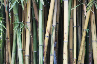 Yeşil bambu saplarının yakın görüntüsü