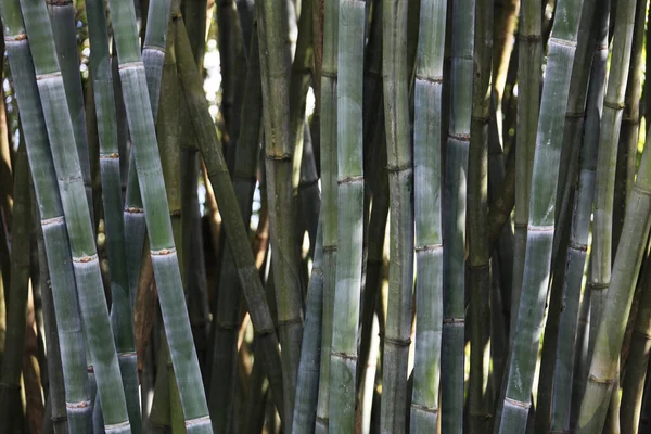 Vista Cercana Los Tallos Bambú Verde —  Fotos de Stock