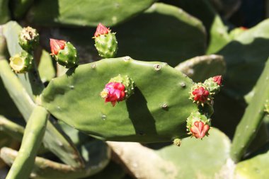 Meksika kaktüsü Opuntia ficus-indica 'ya yakından bakın.