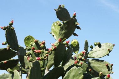 Meksika kaktüsü Opuntia ficus-indica 'ya yakından bakın.