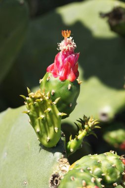 Meksika kaktüsü Opuntia ficus-indica 'ya yakından bakın.