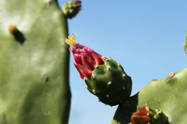 Meksika kaktüsü Opuntia ficus-indica 'ya yakından bakın.