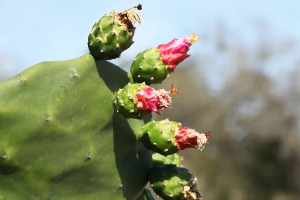 Close view of blooming Mexican cactus Opuntia ficus-indica