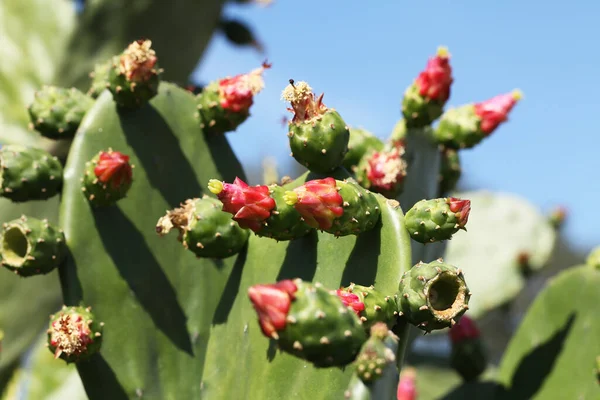 Close view of blooming Mexican cactus Opuntia ficus-indica