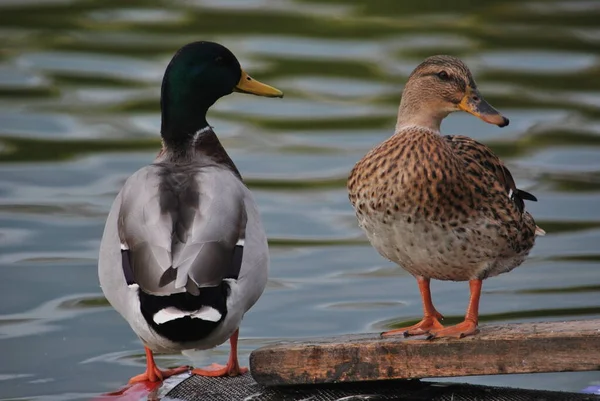 Gölün Kenarında Güzel Bir Ördek Çifti — Stok fotoğraf