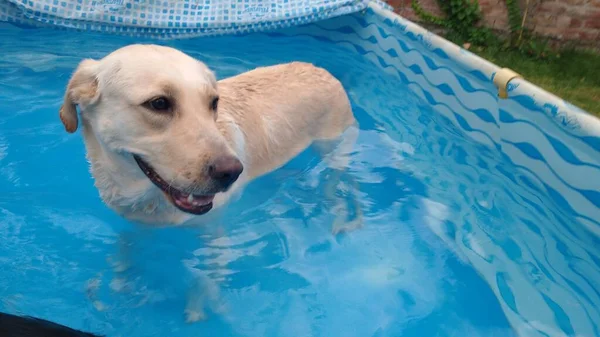 Ett Poolbad För Vår Hund — Stockfoto