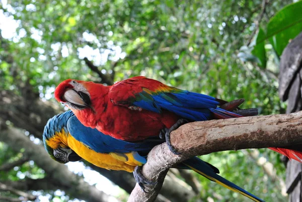 Dva Velmi Pestré Papoušky Odpočívající Krajině Brazílie — Stock fotografie