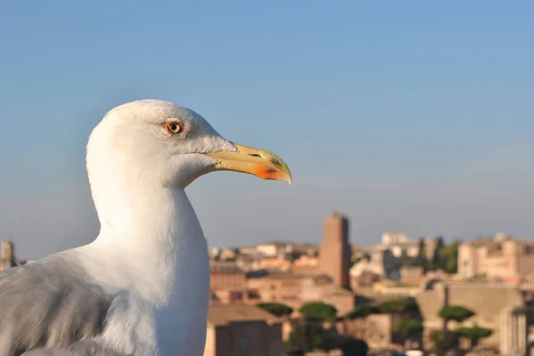 Közelkép Egy Sirály Arcáról Pózol Egy Terasz Szélén Róma Városában — Stock Fotó