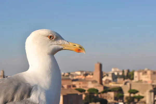 ローマの街で テラスの端にポーズをとって カモメの顔のクローズアップ くちばし — ストック写真